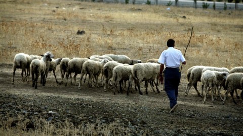 Κτηνοτρόφοι