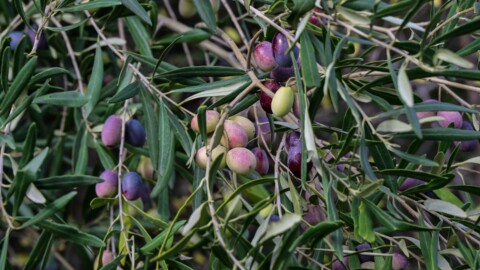 Μάζεμα ελιάς σε ελαιώνα στη Βοιωτία